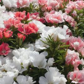 Годеция Азалия смесь (mix) 