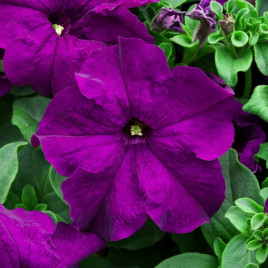 Петуния Лимбо F1 фиолетовая
