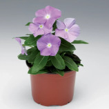 Катарантус СанШторм F1 блакитний 