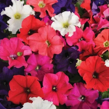 Петунія Фалкон F1 суміш (mix) 
