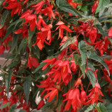 Копакабана F1 красная (red) семена бегонии боливийской 35 см (Cerny)