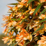 Копакабана F1 триколор семена бегонии боливийской 35 см (Cerny)