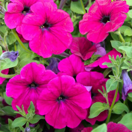 Петунія Лавина F1 пурпурова