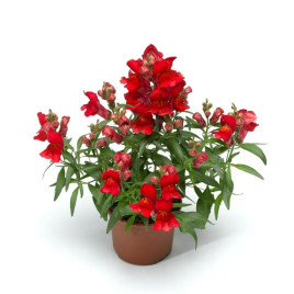 Снаптини F1 скарлет (scarlet) семена антирринума карликового однол. (Syngenta)