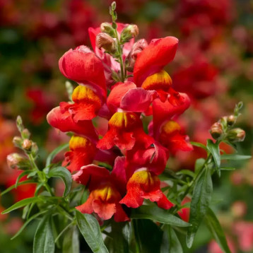 Антирринум карликовый Снептини F1 санглоу 