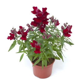 Снаптини F1 красный (red) семена антирринума карликового однол. (Syngenta)