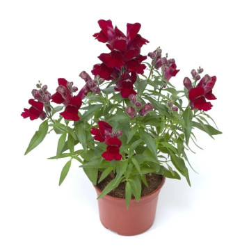 Снаптини F1 красный (red) семена антирринума карликового однол. (Syngenta)