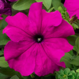 Петунія Трітунія F1 пурпурова