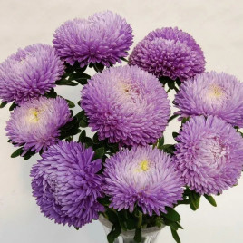 Айстра Балун лавандовий