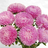 Айстра Балун лілово-рожевий