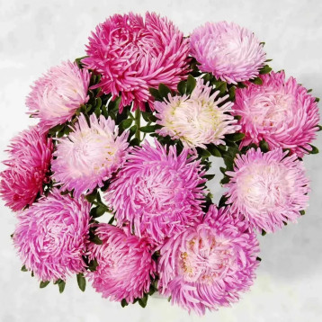 Айстра Сірінга лілова