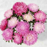 Айстра Сірінга лілова