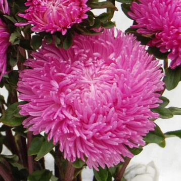 Айстра Сірінга рожева