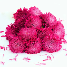 Айстра Шанхайська троянда кримсон