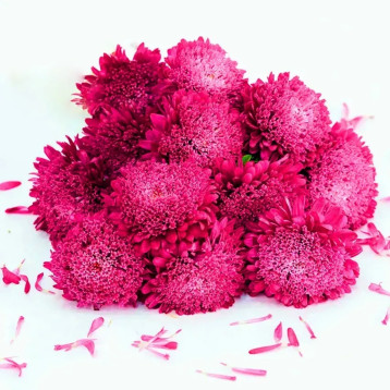 Шанхайская роза кримсон семена астры однол. 55-65см (Satimex ПН)