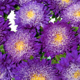 Айстра Шанхайська троянда синя