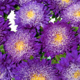 Астра Шанхайская роза синяя