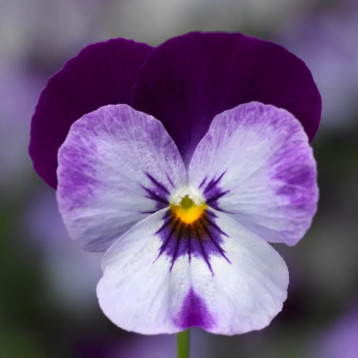 Віола Пенні F1 денім джамп ап