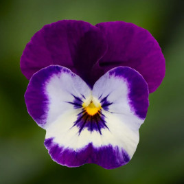 Віола Пенні F1 віолет флейм