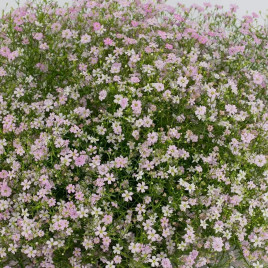 Гипсофила Гипси темно-розовая 