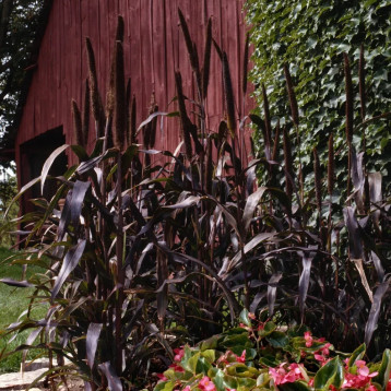 Просо декоративное (Пеннисетум) Миллет Пурпл Маджести