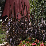 Просо декоративное (Пеннисетум) Миллет Пурпл Маджести