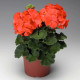 Пеларгонія Пінто F1 кораловий