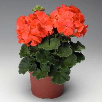 Пеларгонія Пінто F1 кораловий
