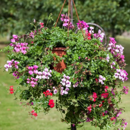 Пеларгонія Торнадо F1 суміш (mix) 