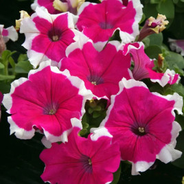 Петуния грандифлора Лимбо F1 розовое пикоте