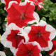 Петуния грандифлора Лимбо F1 красное пикоте