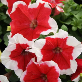 Петуния грандифлора Лимбо F1 красное пикоте