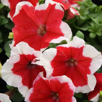 Петуния грандифлора Лимбо F1 красное пикоте