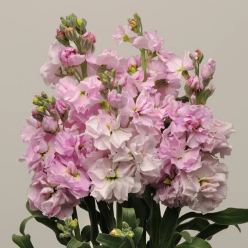 Левкой Кетс чери (chery)