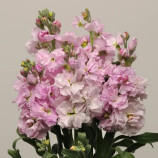 Левкой Кетс чери (chery)