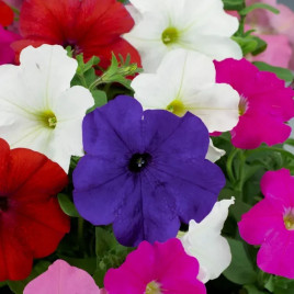 Петуния мультифлора Ламбада F1 смесь