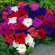 Петунія грандіфлора Лімбо F1 суміш 