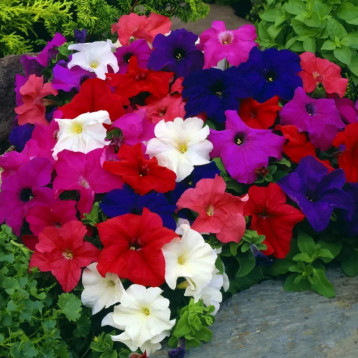 Петунія грандіфлора Лімбо F1 суміш 