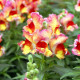 Антирринум карликовый Снеппи F1 ред флейм