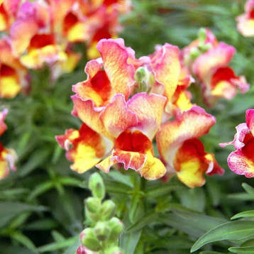 Антирринум карликовый Снеппи F1 ред флейм
