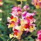 Снеппи F1 ред флейм (red flame) семена антирринума карликового однол. 20-25 см (Hem Genetics)