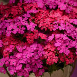 Гвоздика турецька Амазон F1 неон дуо