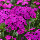 Гвоздика турецька Амазон F1 неон перпл 