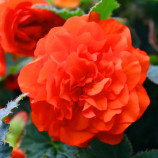 Лимитлесс F1 оранжевый (Orange) семена бегонии клубневой (Syngenta)