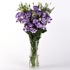 АВС F1 blue rim семена эустомы на срез махровой (Pan American)