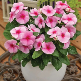 СанШторм F1 блаш семена катарантуса кустового (Syngenta)