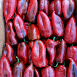 Навигатор F1 семена перца сладкого тип Каппи раннего 67-70 дн. 160-200 гр. 17-18 см зел./красн. (ZKI)