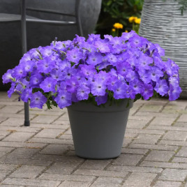 Изи Вейв F1 lavender sky blue семена петунии ампельной 80-100см (Pan American)