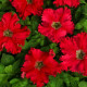 Петуния грандифлора Афродита F1