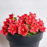 Петунія грандіфлора Афродіта F1